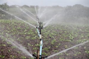 irrigation, agriculture, sprinkle, nature, peanut, water, itabaiana, sergipe, irrigation, irrigation, irrigation, irrigation, irrigation